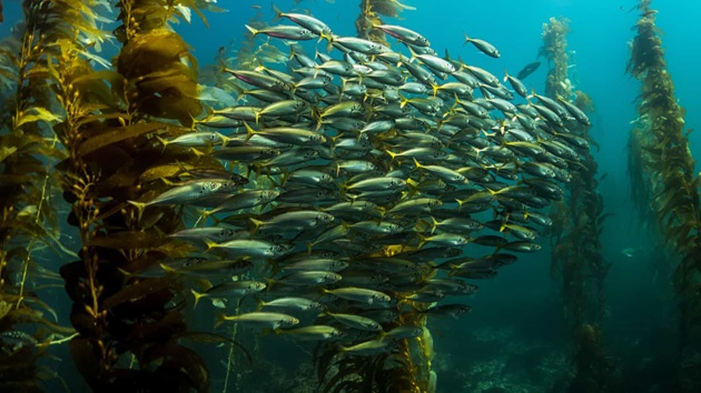 Donate to protect our ocean