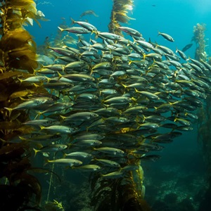 World Ocean Day and EOFY: Two reasons to support healthier oceans this June