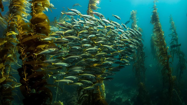 Światowy Dzień Oceanów 2026