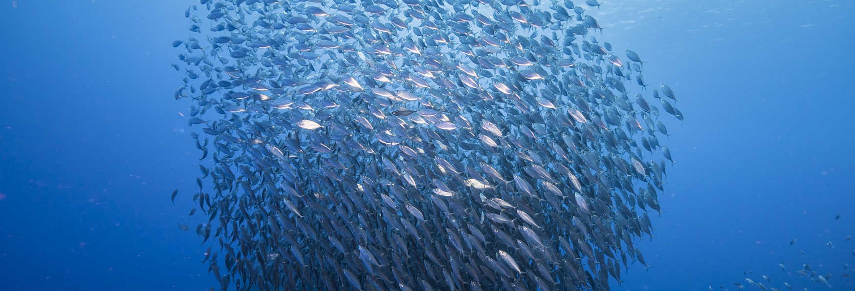 Nuovi dati per Mediterraneo e Mar Nero: il commento di Matilde Vallerani, fishery manager per MSC in Italia