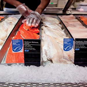 Where Can You Find MSC Certified Sustainable Seafood?