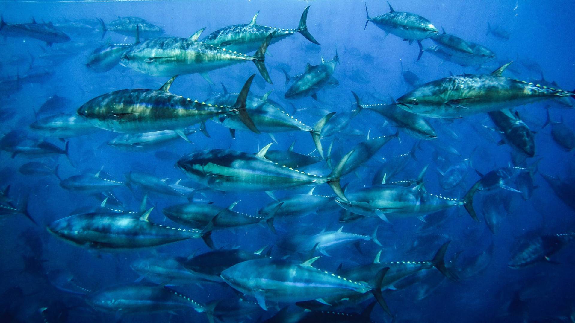 Landmark achievements in tuna fisheries: WCPO skipjack and North Pacific albacore implement world-leading harvest strategies