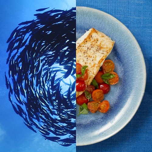 Five Common Questions About Seafood Sustainability