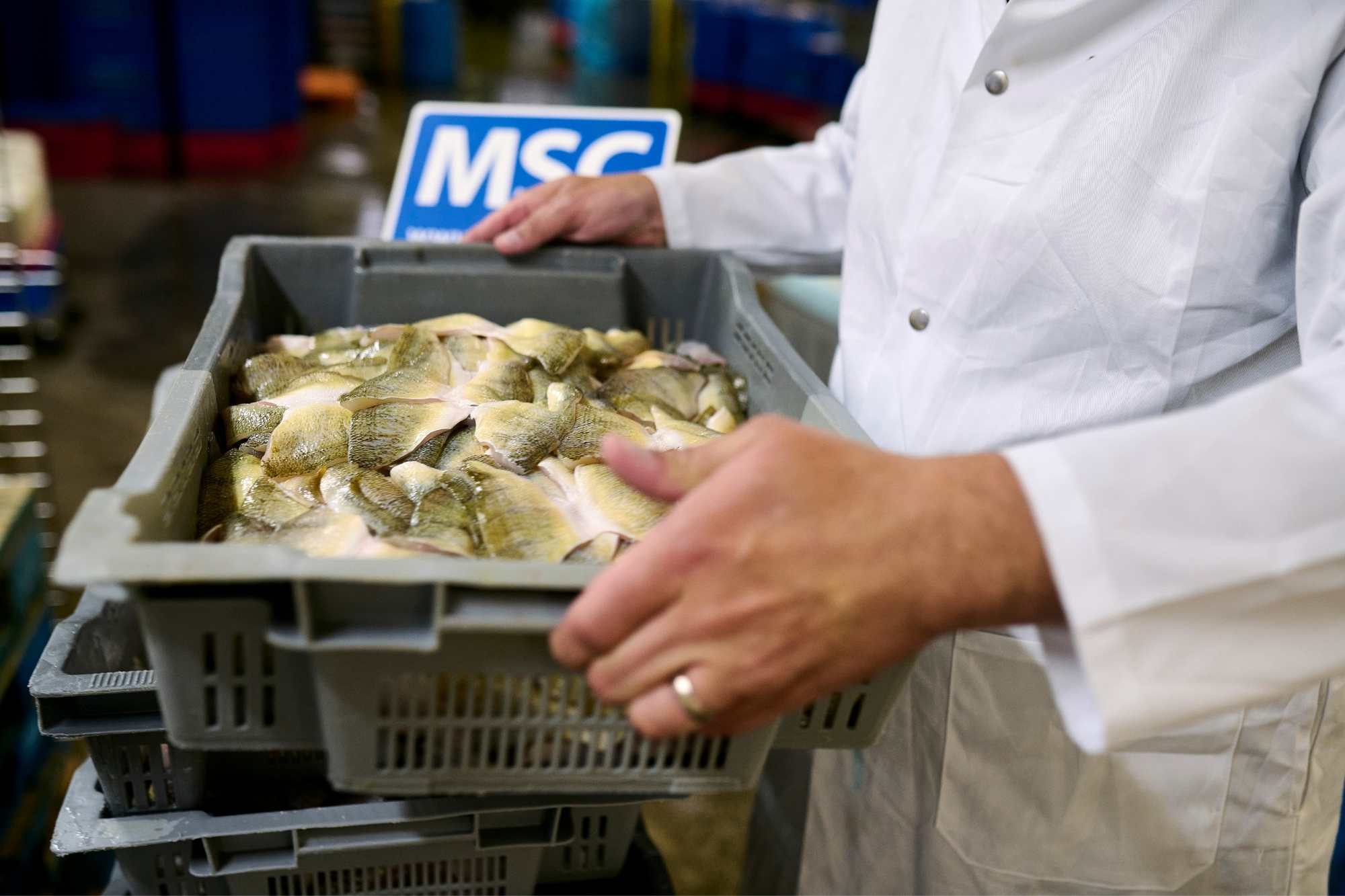 Angling for Change: The Future of Sustainable Seafood