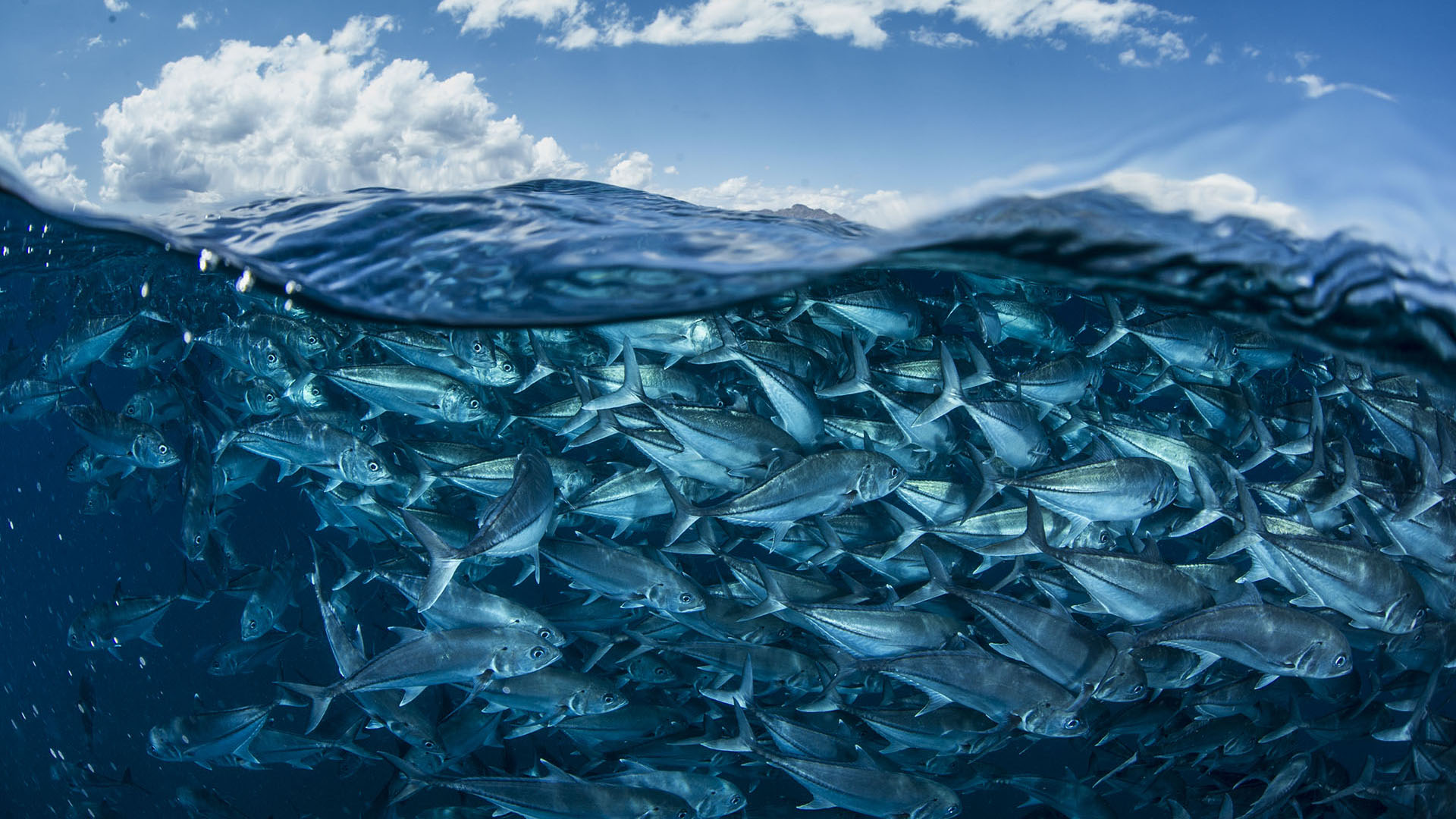 Catture MSC e catene di custodia indicatori complementari di biodiversità per le UN