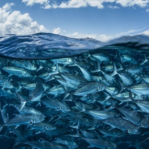 Catture MSC e catene di custodia indicatori complementari di biodiversità per le UN