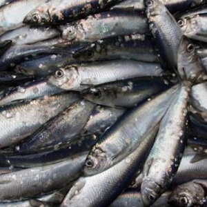 Are reduction fisheries sustainable? 