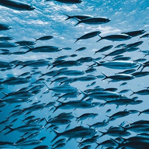 Find Out How MSC Certified Fisheries Drive Change