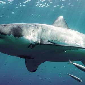 What Do Sharks Have to Do With Healthy, Sustainable Fisheries? 