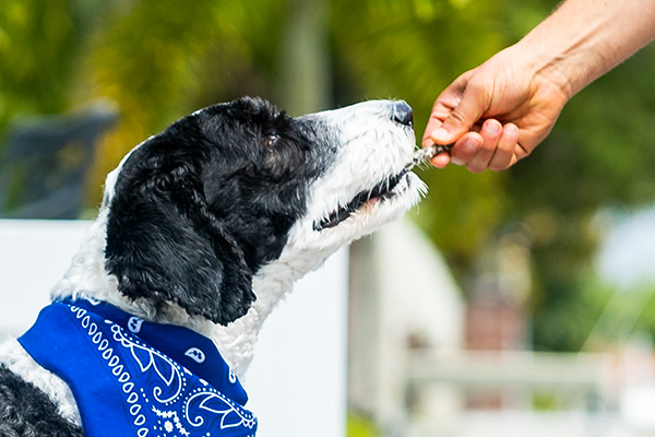 These Sustainable, Eco-friendly Pet Food Options Help Protect Our Big Blue Ocean
