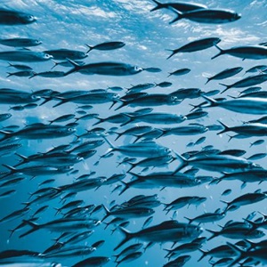 Five Things You Need to Know About the State of the World's Fish