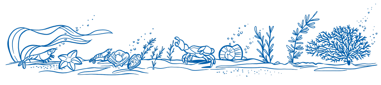Footer Image Illustration of sea floor featuring shrimp, starfish, seaweed, coral, and shells