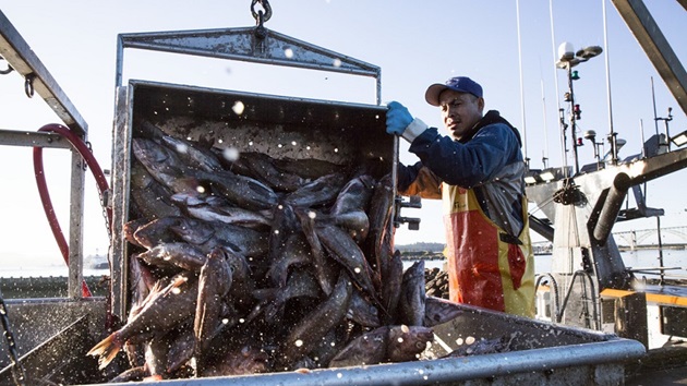 West Coast Groundfish: An American Success Story in the Making