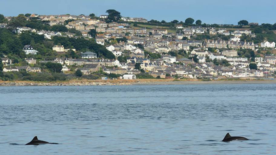 Harbor porpoises in Newyln, Cornwall (credit) Nick Tregenza. 