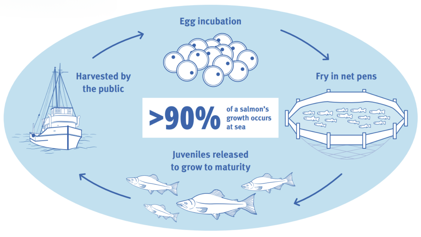 Diagram of hatchery production Infographic showing salmon eggs growing in net pens, being released to sea, and caught in a fishery.