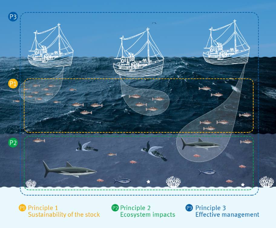 The 3 Principles of the Fisheries Standard