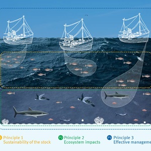 The MSC Fisheries Standard