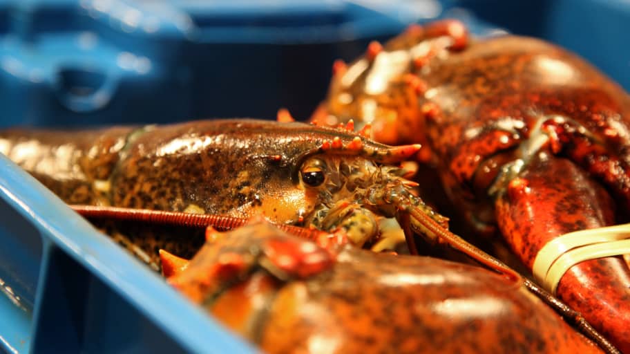 How sustainable lobster is making an impact on Chinese New Year