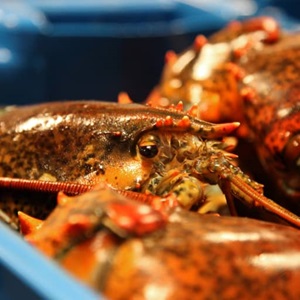 How sustainable lobster is making an impact on Chinese New Year