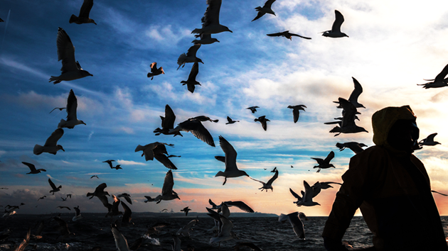 MSC Certified Sustainable Fisheries Protect Important Species