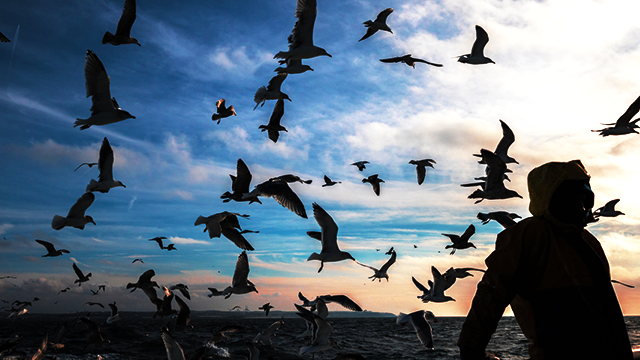 silhouette - person wearing hooded jacket stands in front of ocean and flock of birds