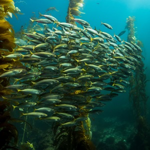 Six steps to sustainable fishing