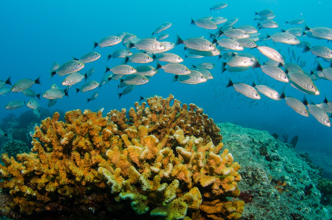 An underwater image of a school of silvery fish swimming over yellow coral.