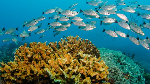 Marine biodiversity and COP-15