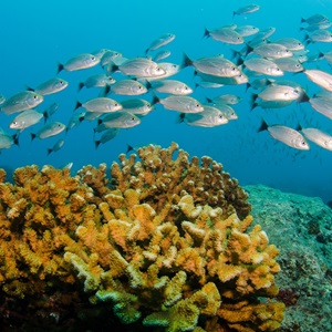 Marine biodiversity and COP-15