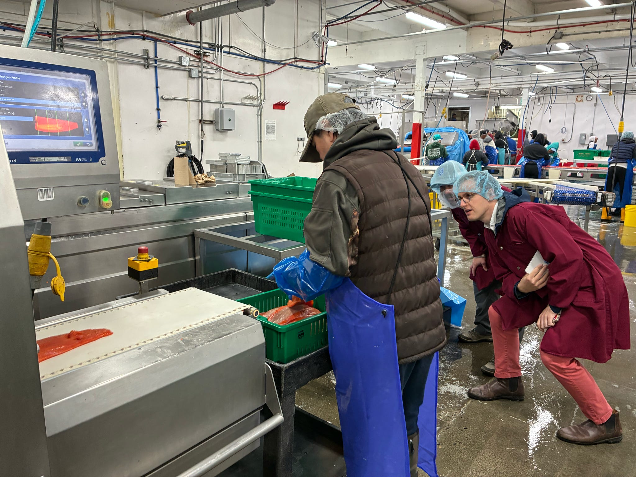A group watching salmon processing