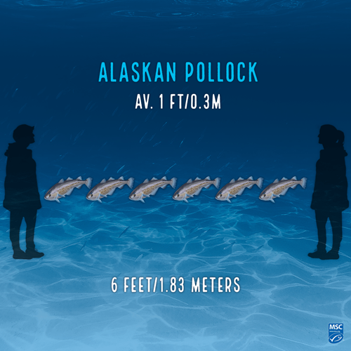 Illustration of six alaskan pollock; upper text reads: 