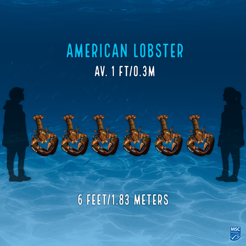 Illustration of six American Lobsters; Upper text reads 