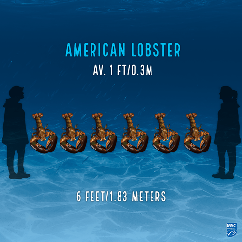 American Lobster_Social Illustration of six American Lobsters; Upper text reads