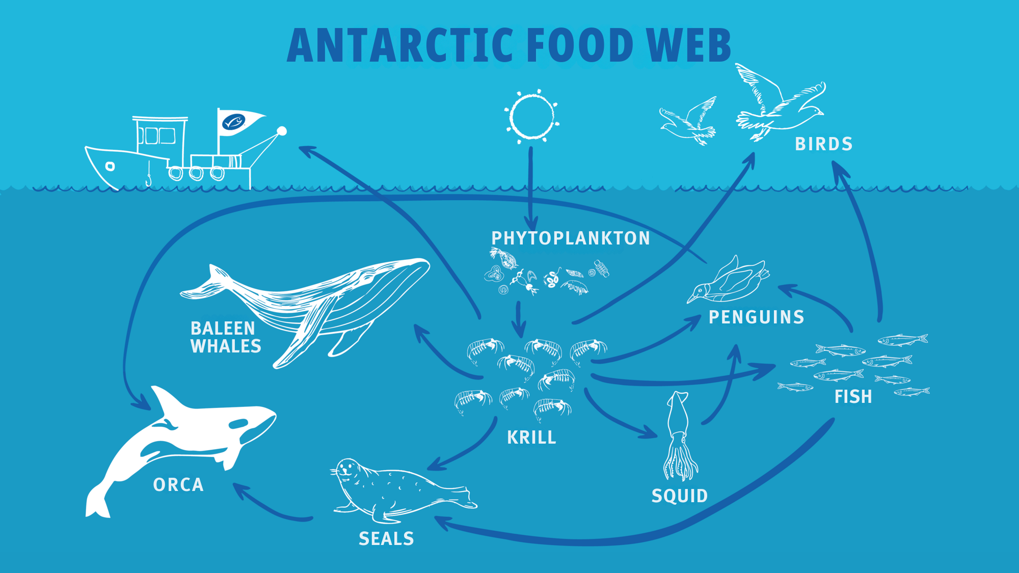 Antarctic food web featuring krill and whales