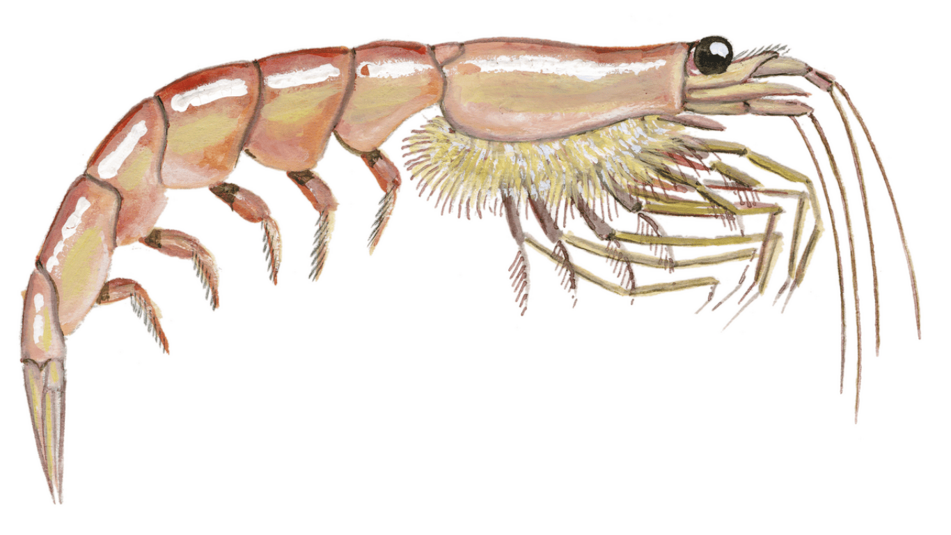 Antarctic krill - Euphausia superba