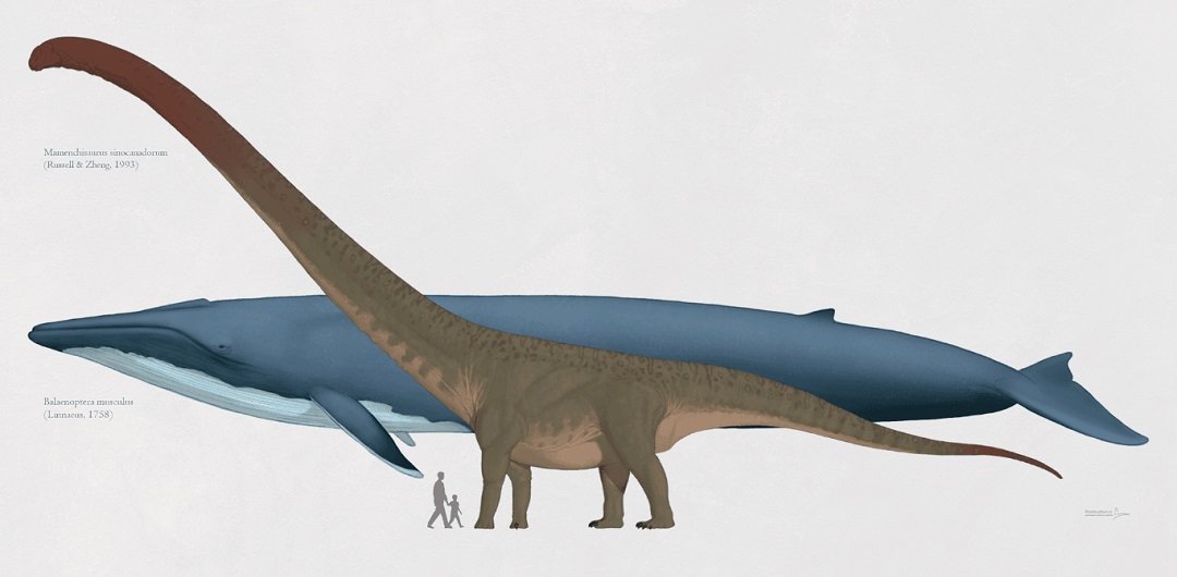 Size of blue whale compared to humans and dinosaurs