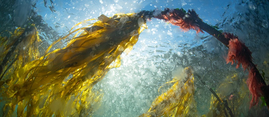 Bull kelp (Nereocystis luetkeana). Credit: Tiare Buoys