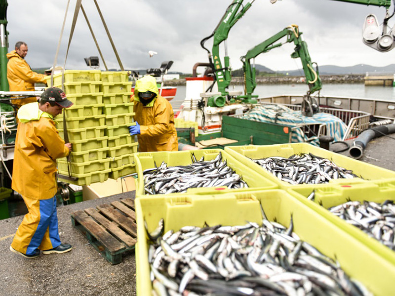 Fishers pulling in anchovies onto deck