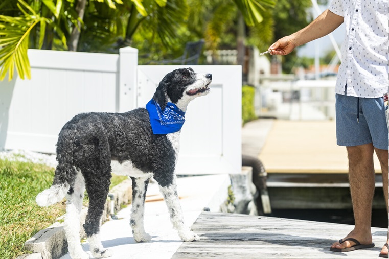 A large dog is being handed a piece of seafood jerky