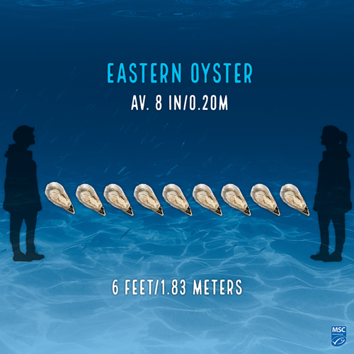 Illustration of nine oysters; upper text reads 
