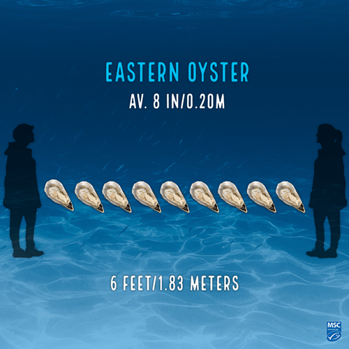 Eastern Oyster_Social Illustration of nine oysters; upper text reads