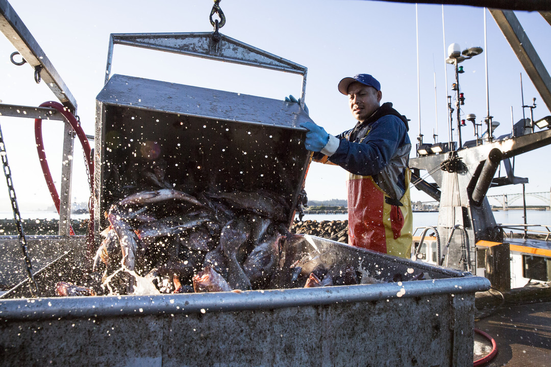 Fish processor dumping a crate of rockfish on to a bed of ice with water splashing in the foreground