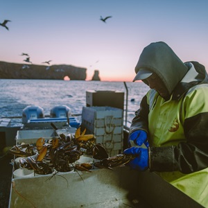 Gaspesie Lobster