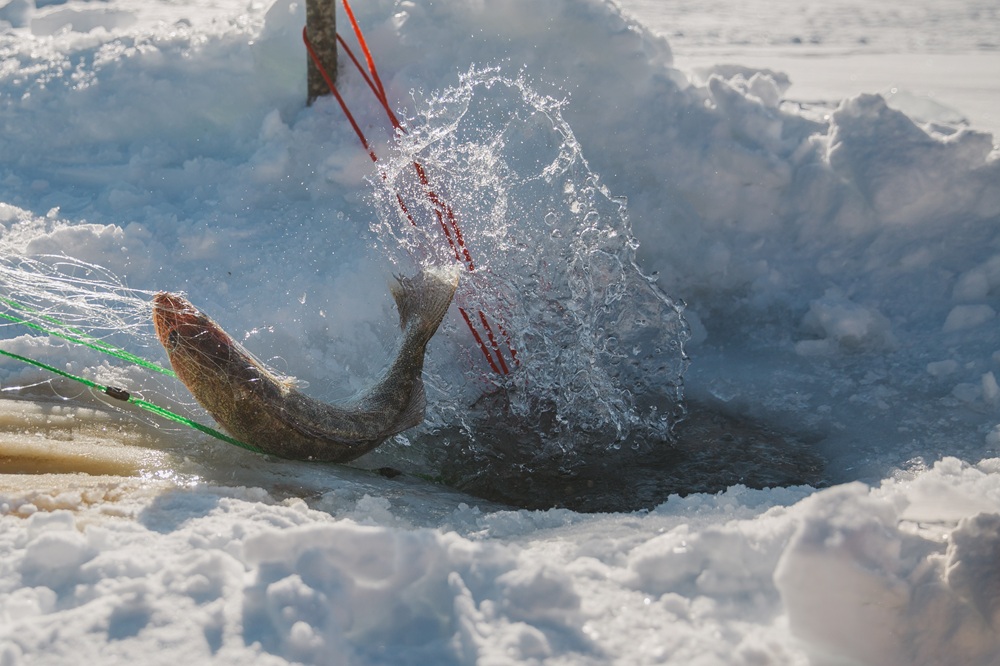 Walleye or Pickerel: What’s the Difference?
