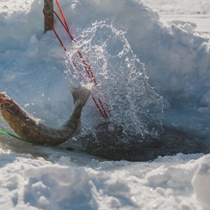 Walleye or Pickerel: What’s the Difference?