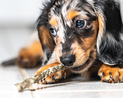 Cute small dog chewing on treat