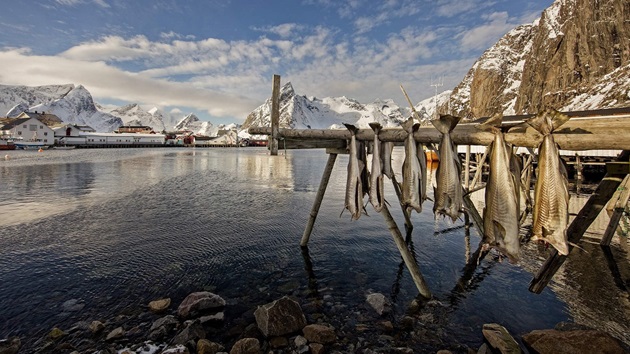 Skrei: in the search of the wanderer cod