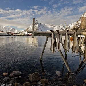 Skrei: in the search of the wanderer cod