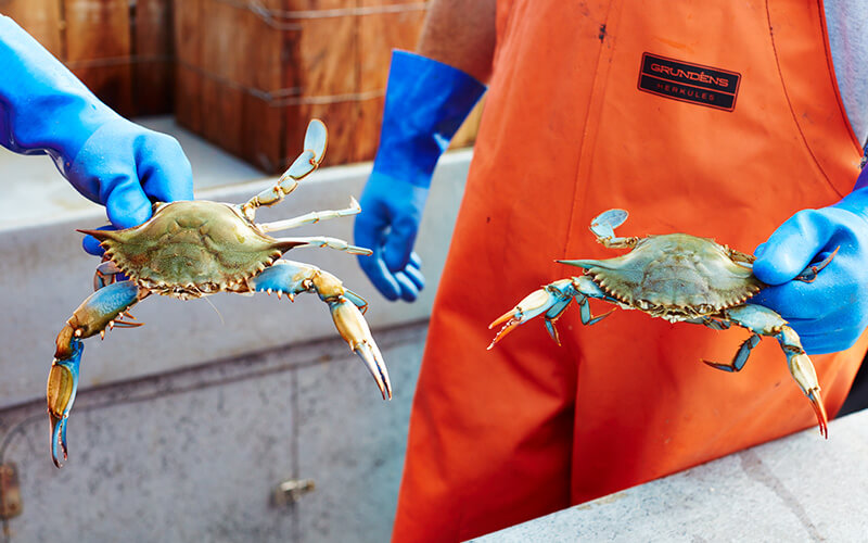 two workers with blue gloves holding up Louisiana Blue Crab