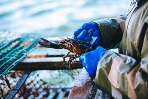 MSC PEI LOBSTER 2018-327_small